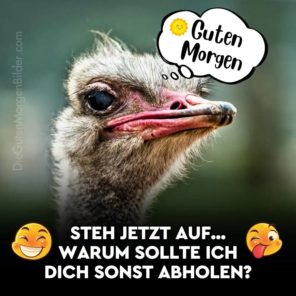 guten morgen bilder lustig neu